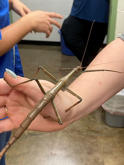 A large walking stick